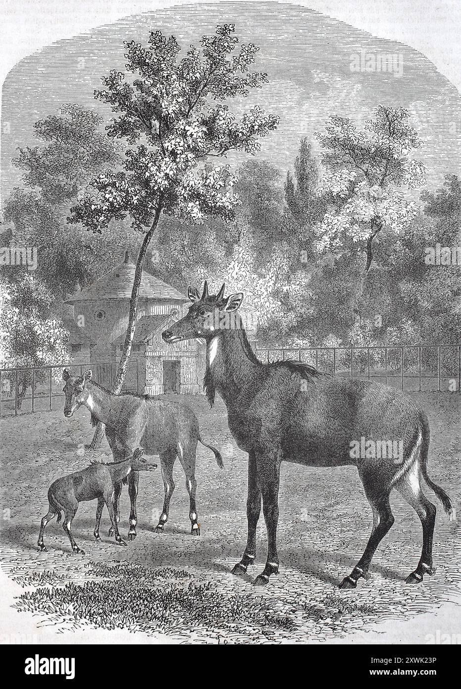Historische, digital restaurierte Reproduktion eines Originals aus dem 19. Jahrhundert, Datum nicht angegeben, Nilgauer Antilope oder Nilgaische Antilope, Boselaphus tragocamelus, Nilgau oder Nilgai, asiatische Antilopenarten, 1850, historisch, digital restaurierte Reproduktion von einer Vorlage aus dem 19. Jahrhundert, Nilgauantilope oder Nilgaiantilope, Nilgau oder Nilgai, asiatische Antilopenart Stockfoto