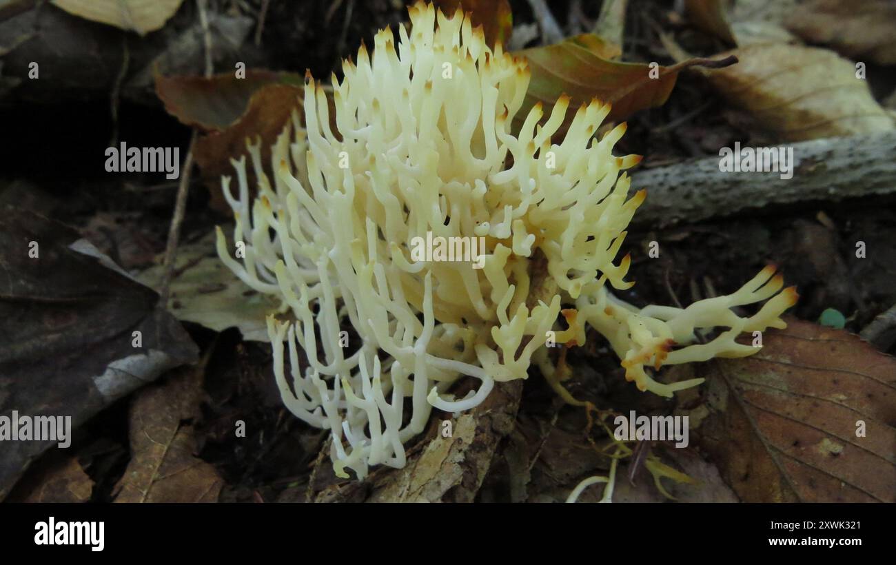 Weiße Korallenpilze (Ramariopsis kunzei) Stockfoto