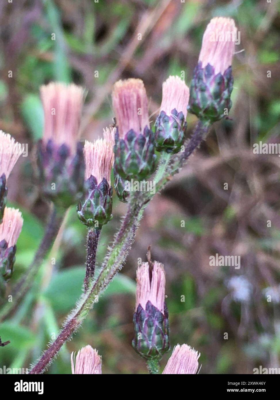 Tall Ironweed (Vernonia gigantea) Plantae Stockfoto