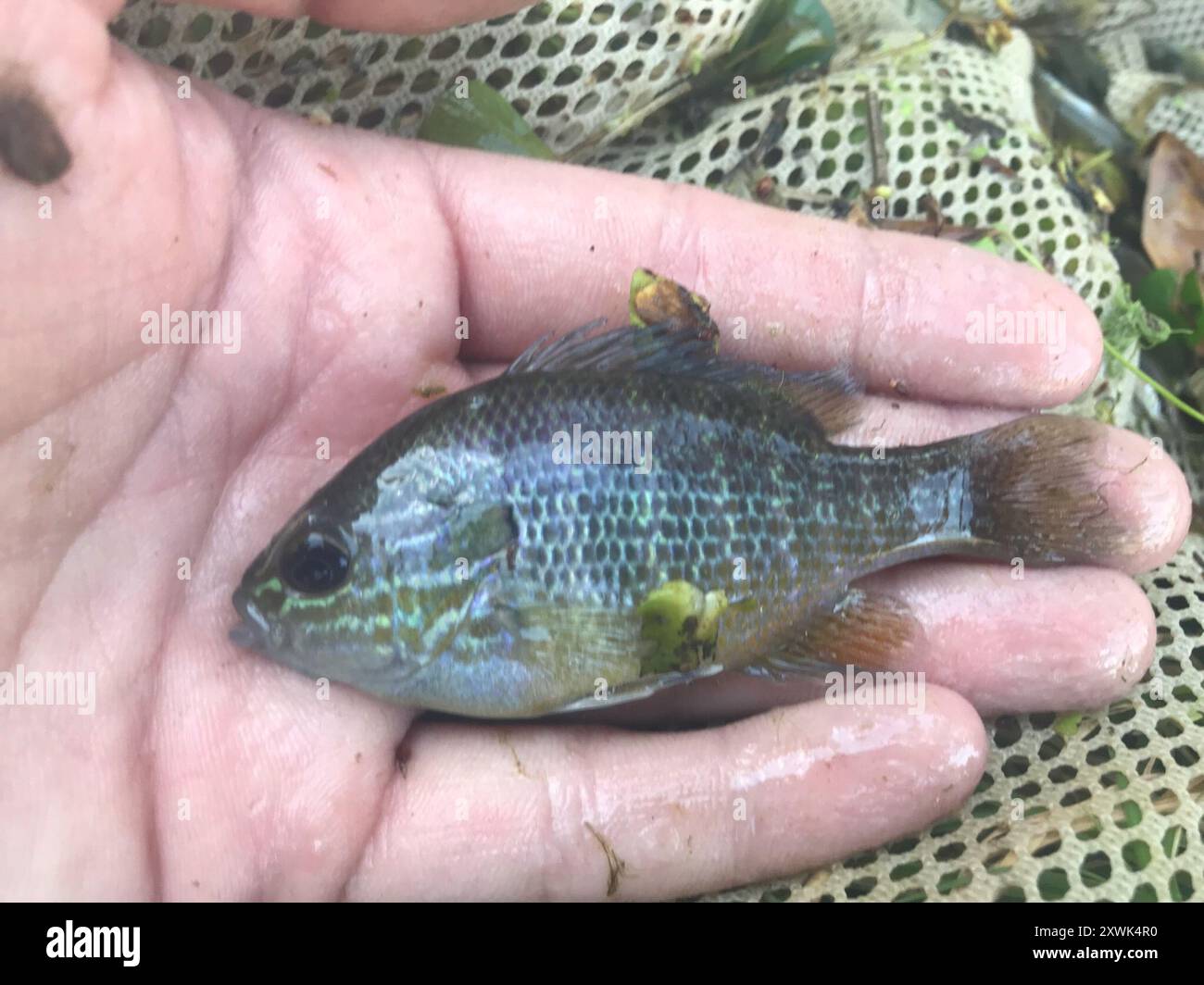 Longear Sunfish Complex (Lepomis megalotis) Actinopterygii Stockfoto