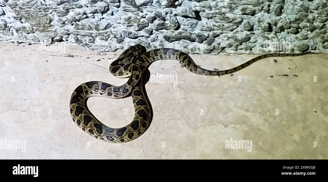 Rhombische Katzenaugenschlange (Leptodeira rhombifera) Reptilia Stockfoto