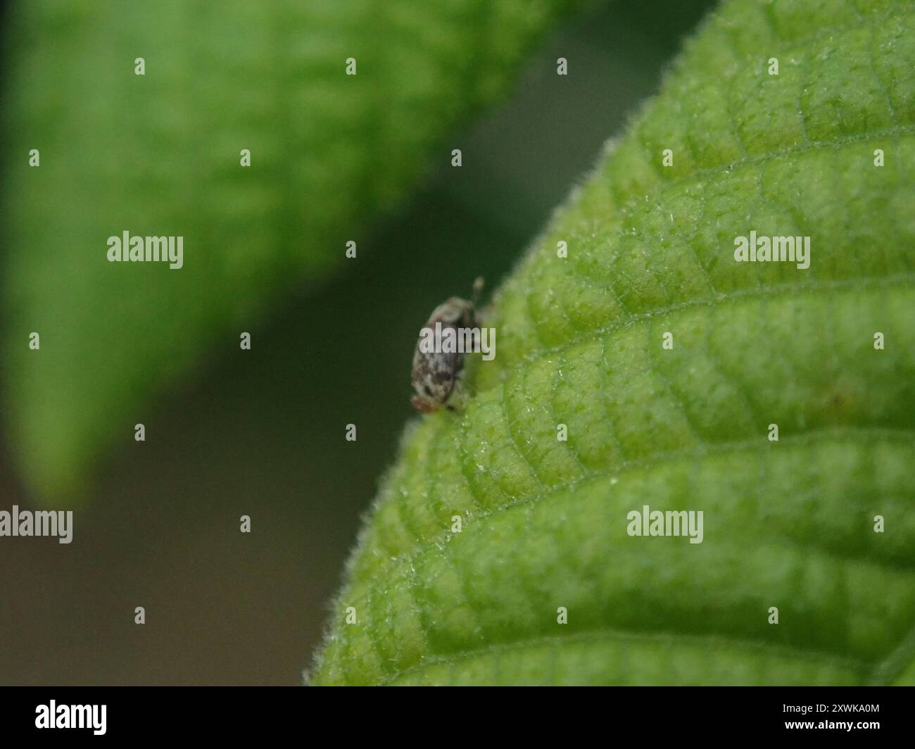 Pittosporum-Rindenkäfer (Chaetoptelius mundulus) Insecta Stockfoto