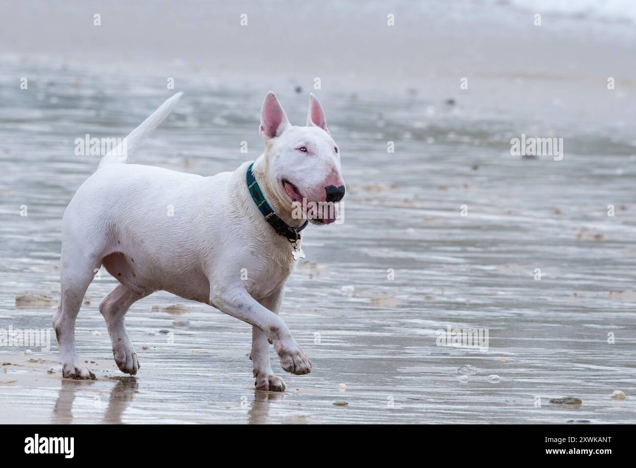 Ein englischer Bullterrier an der Bleileine am Fistral Beach in Newquay in Cornwall in Großbritannien. Stockfoto