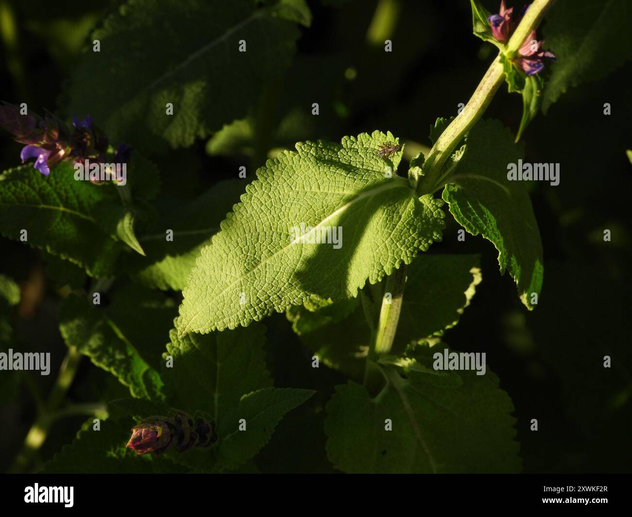 Baumjungfrau Bug (Himacerus apterus) Insecta Stockfoto