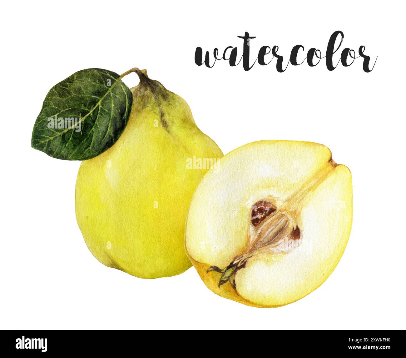 Wunderschöne Aquarellillustration einer Quittenfrucht mit ihren lebendigen Farben und Details Stockfoto