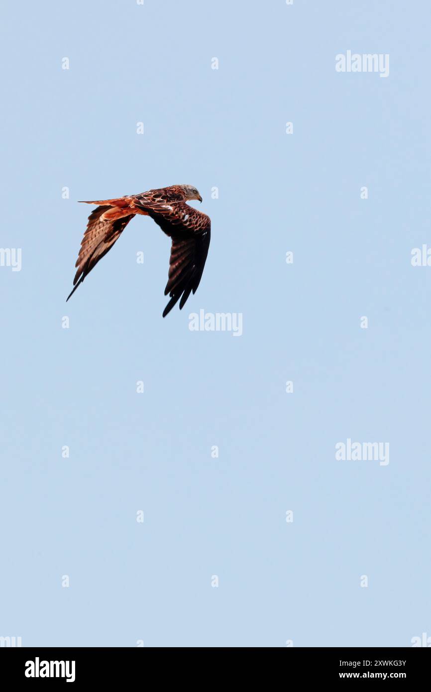 Roter Drachen Milvus x2, im Flug klarer Himmel rote Brust graue Flügelflecken und Schwanz unter der Unterseite roter Schwanz über grauem Kopf schwarz gespitzte gelbe Schnäppchen gelbe Füße Stockfoto