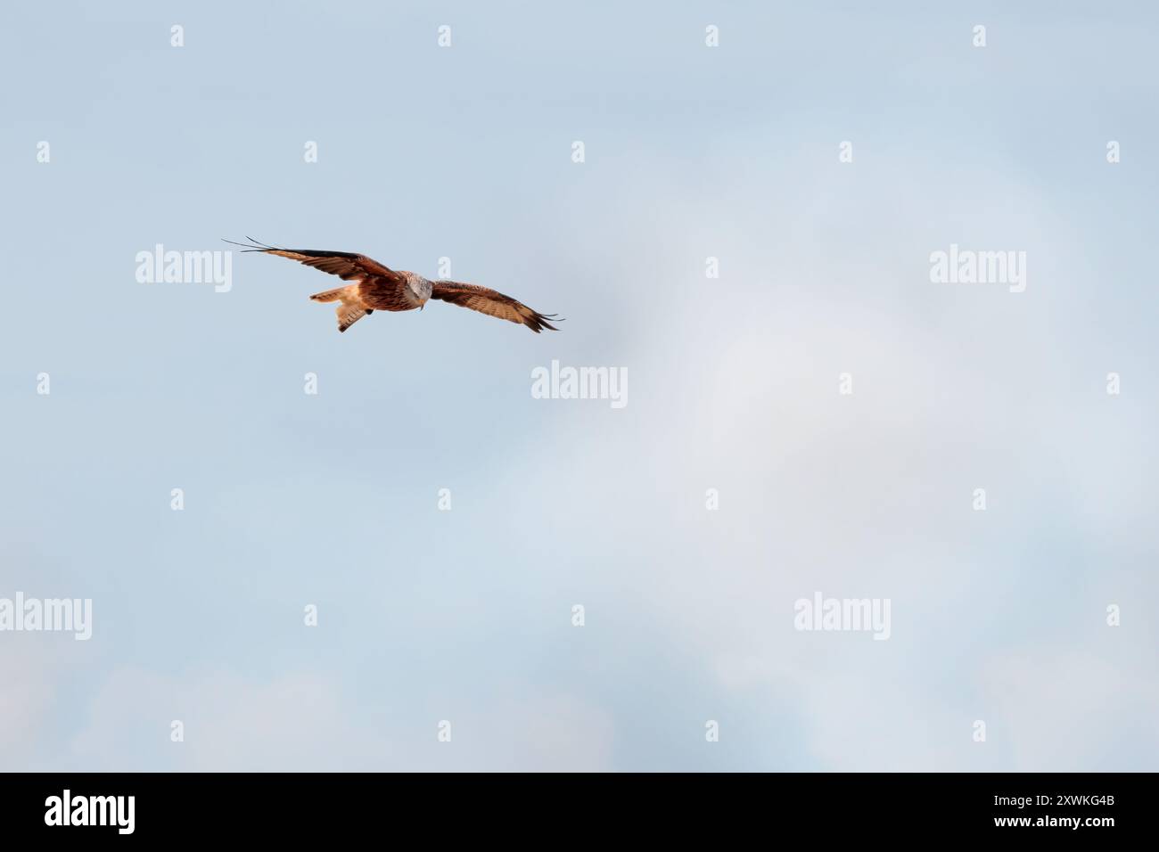 Roter Drachen Milvus x2, im Flug klarer Himmel rote Brust graue Flügelflecken und Schwanz unter der Unterseite roter Schwanz über grauem Kopf schwarz gespitzte gelbe Schnäppchen gelbe Füße Stockfoto