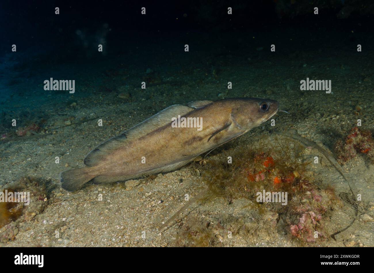 Gabelbart oder Weißer Seehecht, Phycis phycis, Gadidae, Meeresschutzgebiet Tor Paterno, Roma, Latium, Italien, Mittelmeer Stockfoto