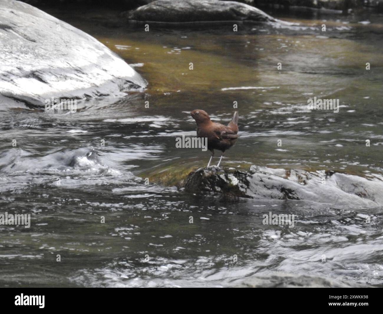 Brauner Dipper (Cinclus pallasii) Aves Stockfoto