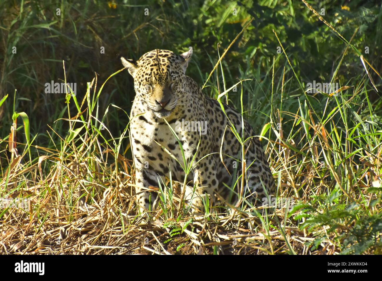 Jaguar ist die größte Katze in Südamerika, die normalerweise im Gebiet des Três Irmãos-Flusses, Porto Jofre, Pantanal von Mato Grosso, Brasilien, zu finden ist Stockfoto