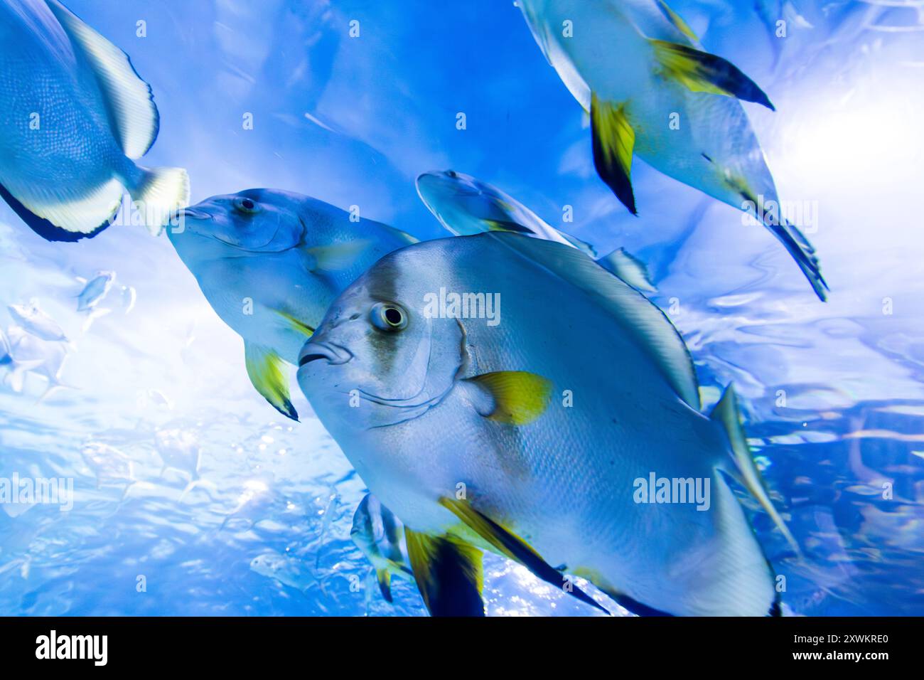 Tropicarium, Campona Shopping and Entertainment Center, Budateteny, Budapest, Ungarn Stockfoto