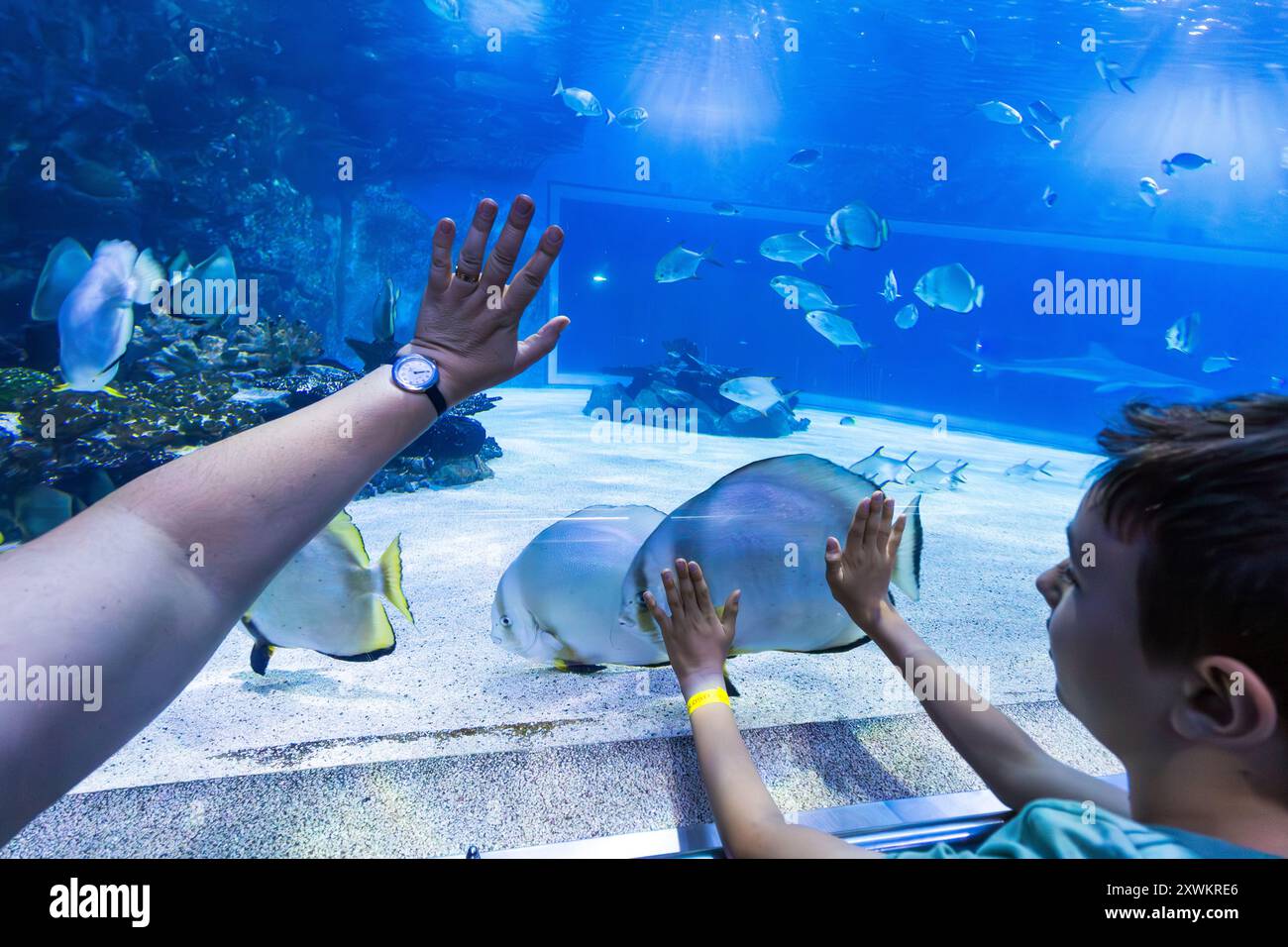 Tropicarium, Campona Shopping and Entertainment Center, Budateteny, Budapest, Ungarn Stockfoto