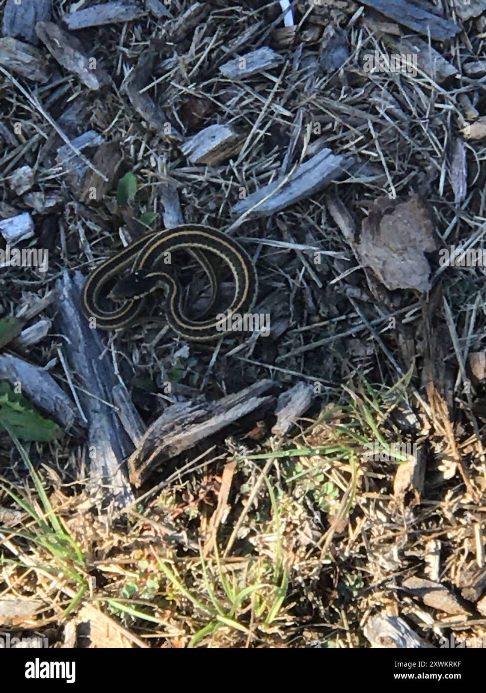 Küstenstrumpfschlange (Thamnophis elegans terrestris) Reptilia Stockfoto