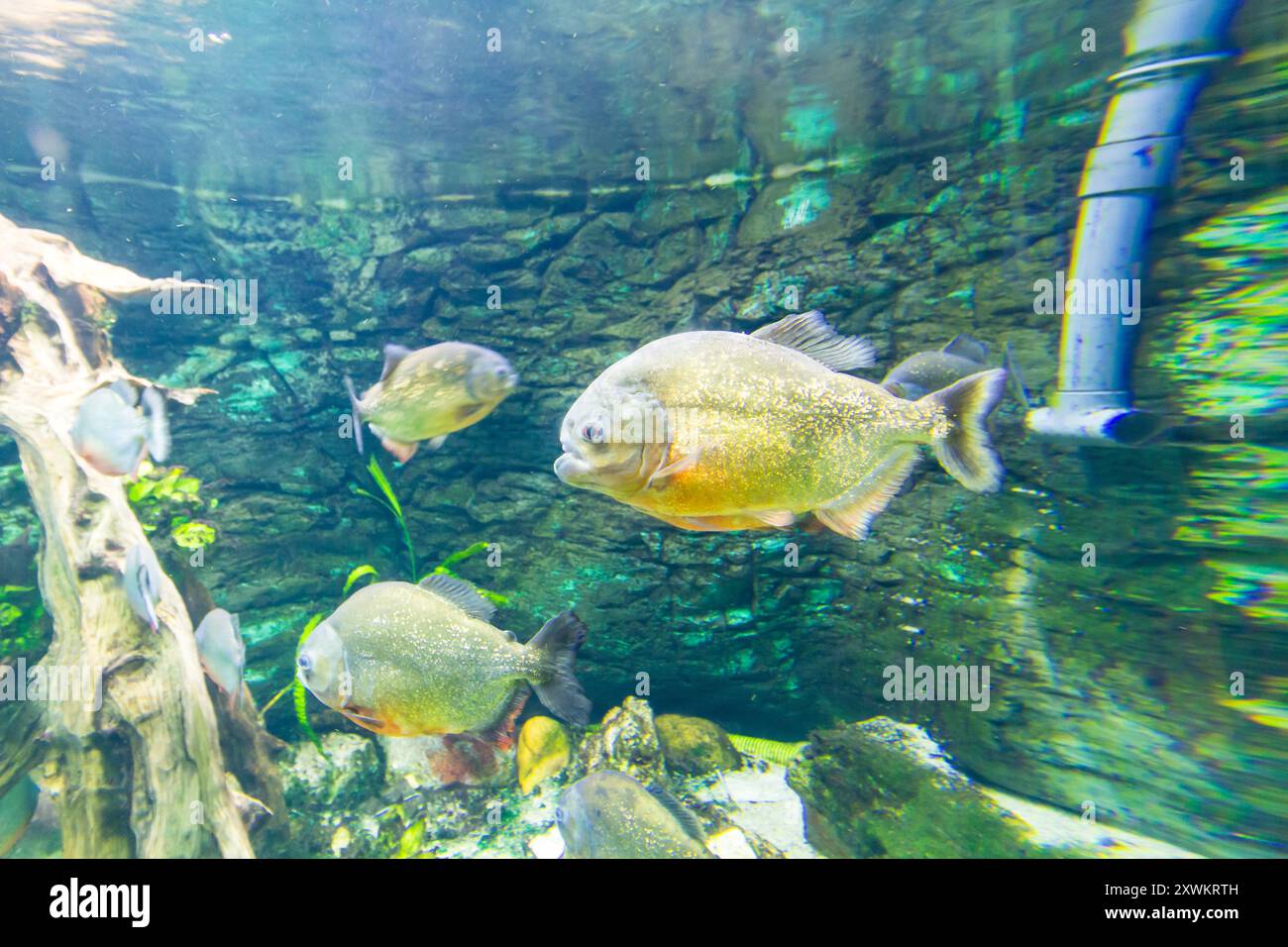 Tropicarium, Campona Shopping and Entertainment Center, Budateteny, Budapest, Ungarn Stockfoto