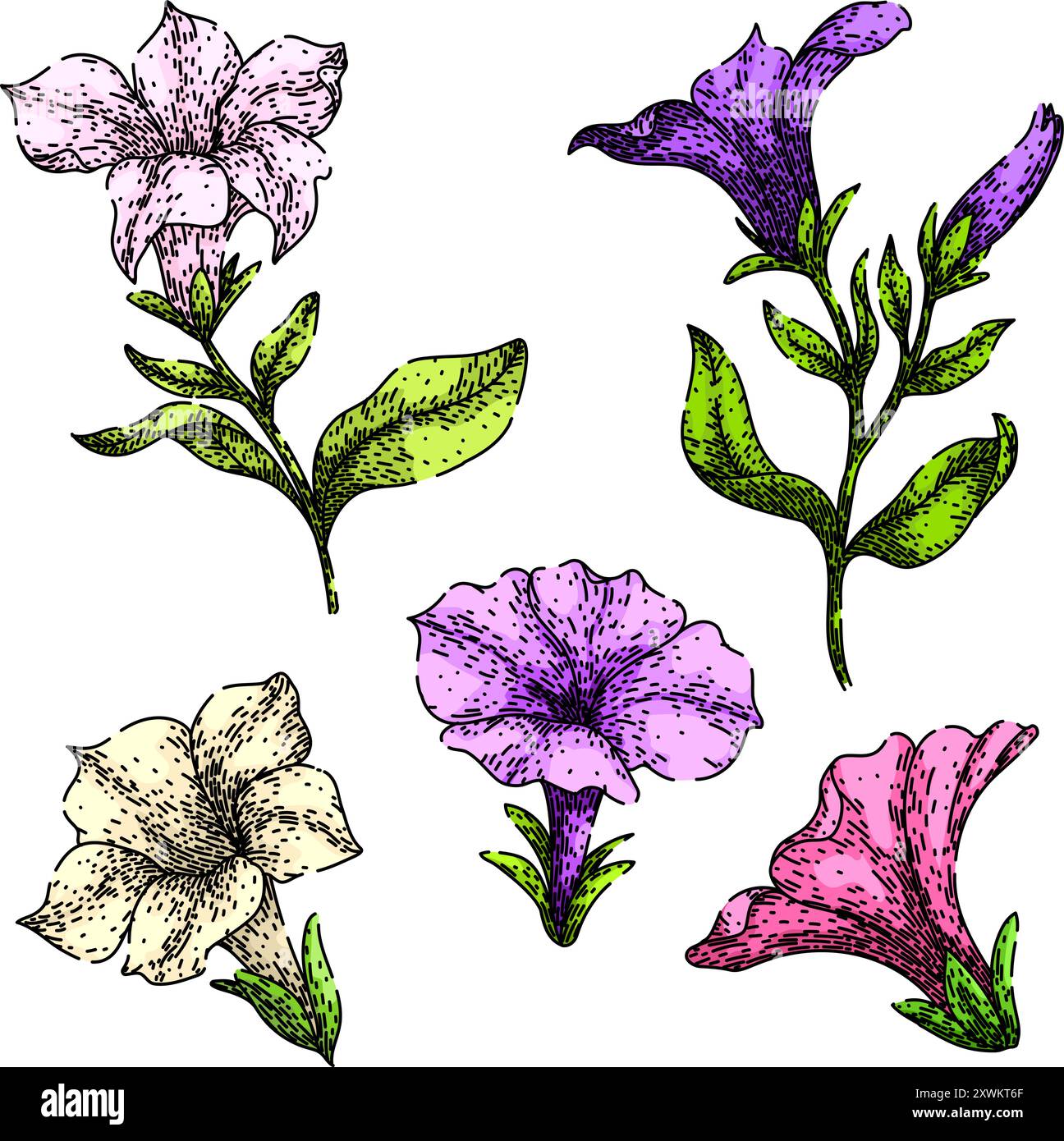petunia Set Skizze Hand gezeichneter Vektor Stock Vektor