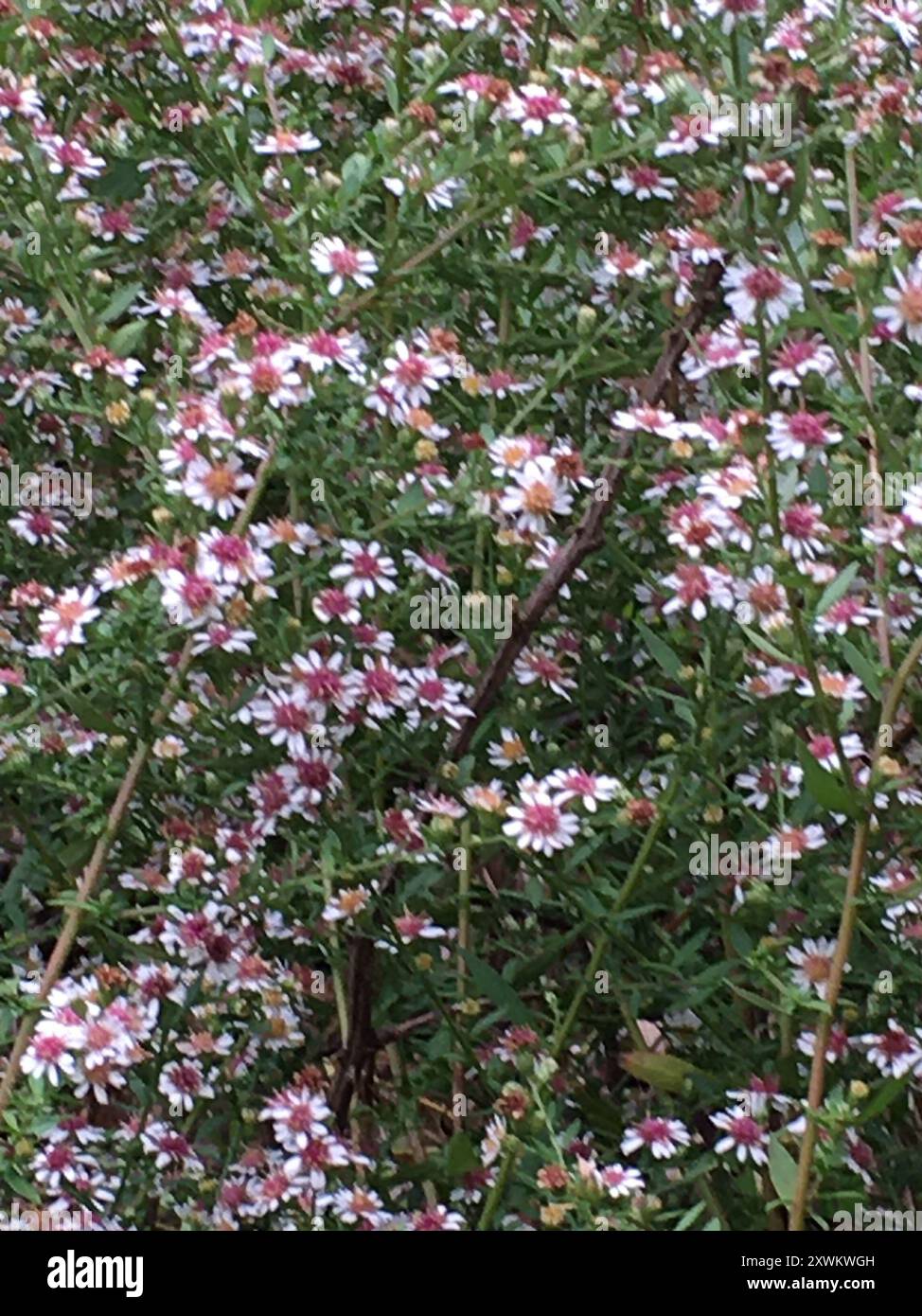 calico Aster (Symphyotrichum lateriflorum) Plantae Stockfoto