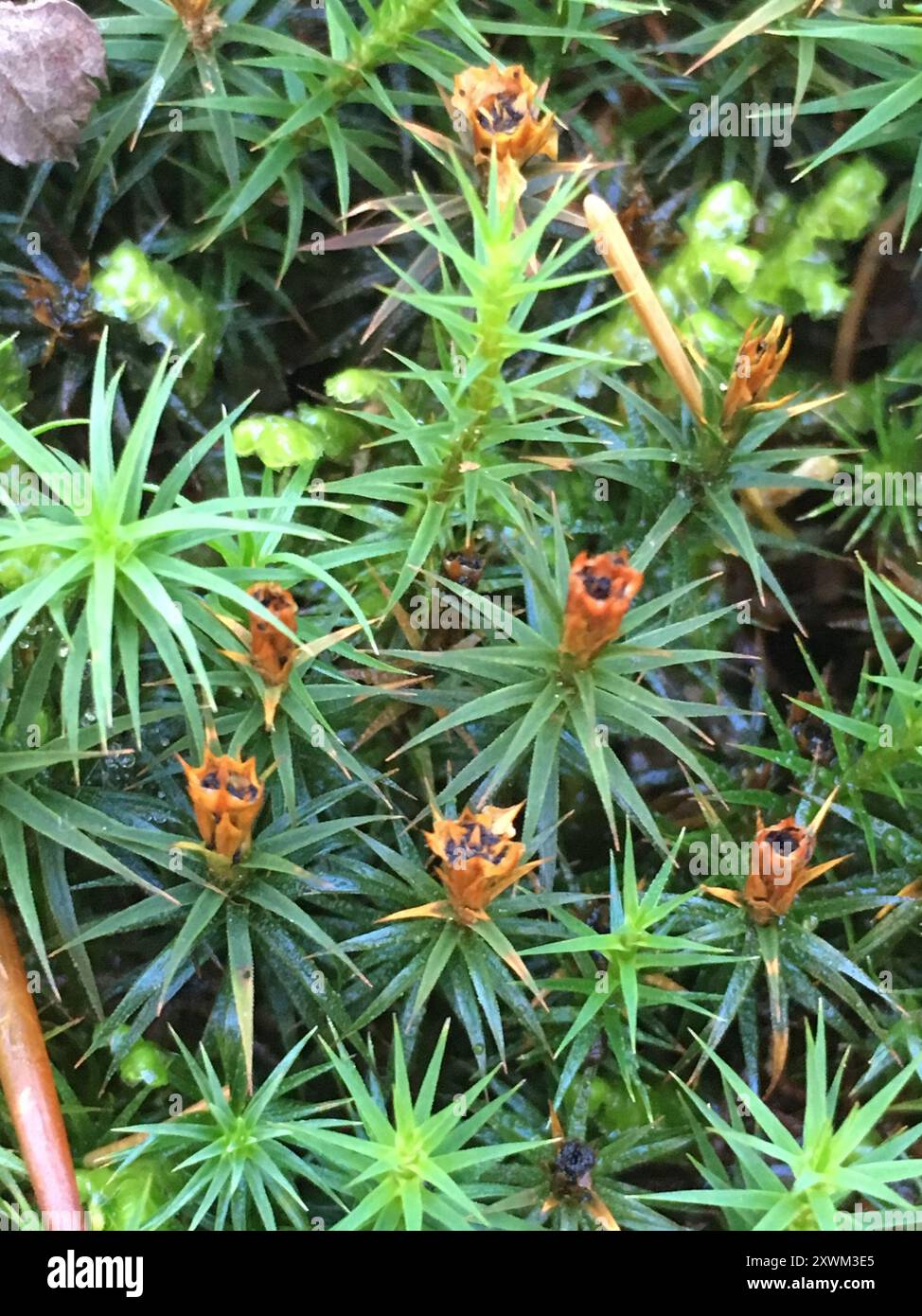 Bank Haircap Moos (Polytrichum formosum) Plantae Stockfoto