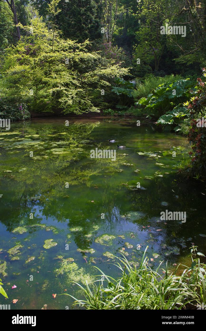 Einer der Seen im Cockington Country Park, Torquay, Devon Stockfoto