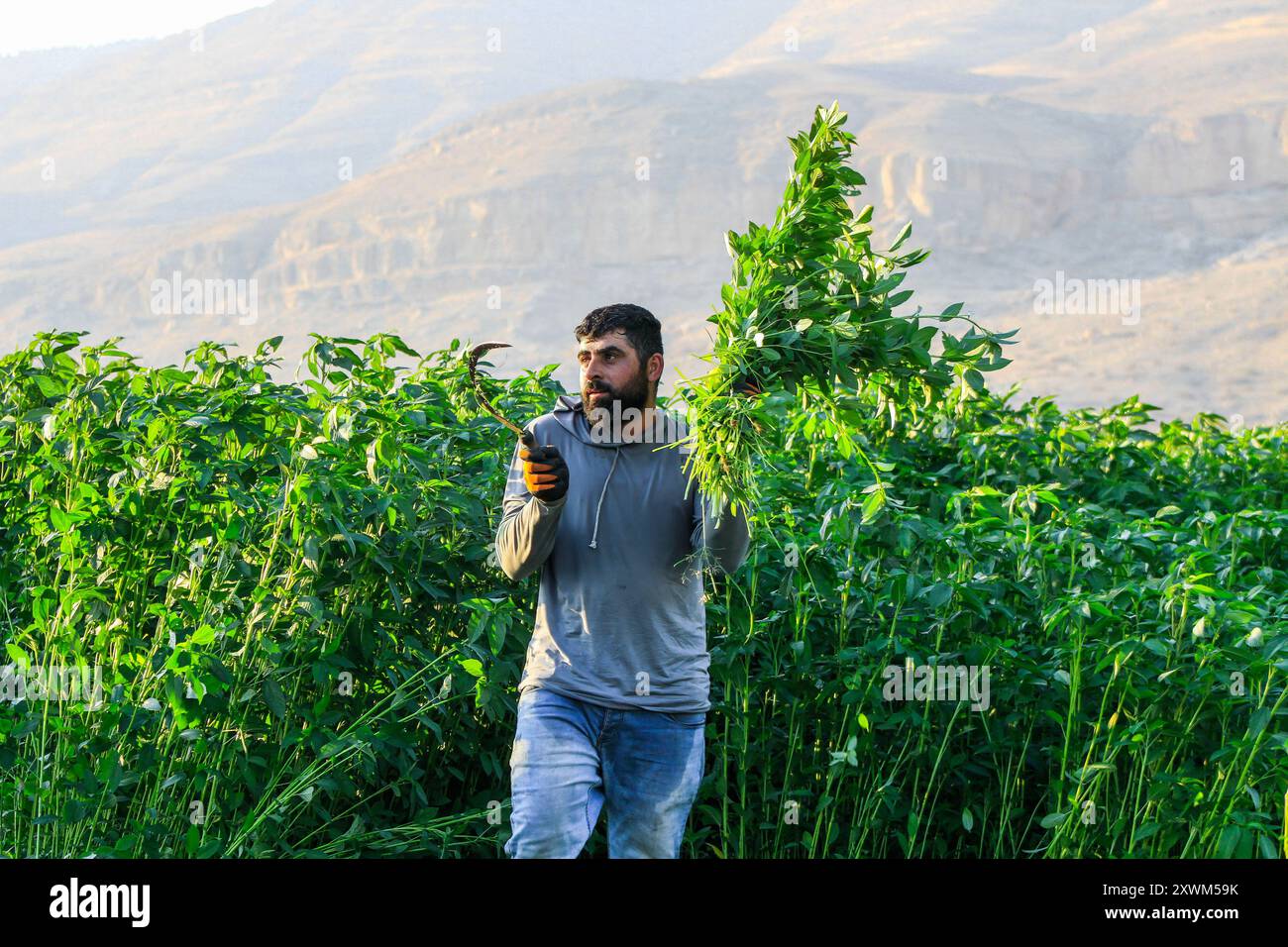 Palästinenser tragen die Früchte der Molokhia-Pflanze nach der Ernte in der Stadt Nasariya, nahe der Stadt Nablus im nördlichen Westjordanland. Molokhia (lateinisch: Corchorus olitorius) ist eine Gattung blühender Pflanzen, die 40 bis 100 Arten umfasst. Die Stiele variieren in der Länge und sind durch kleine gelbe Blüten gekennzeichnet, die eine Reihe von Samen produzieren. Molokhia war ein Gericht, das die Pharaonen des alten Ägyptens gegessen haben, bis es in der Öffentlichkeit berühmt wurde und zu einem der authentischen ägyptischen Gerichte wurde. Danach verbreitete er sich in einige arabische Länder, wo seine Blätter angebaut und zur Herstellung des verwendet wurden Stockfoto