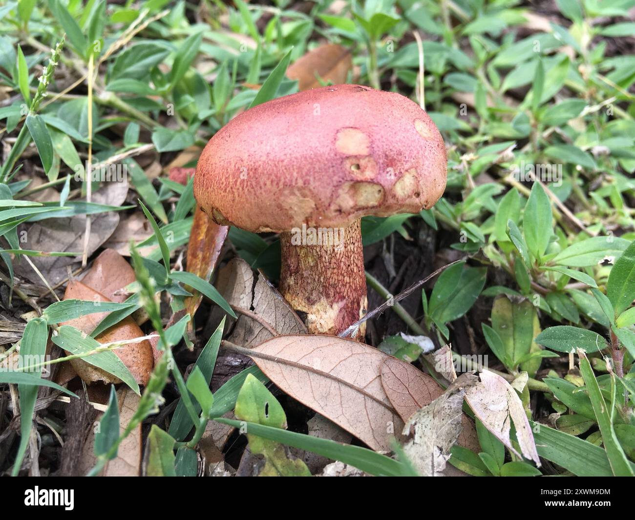 Ruby-Bolete-Pilze (Hortiboletus rubellus) Stockfoto