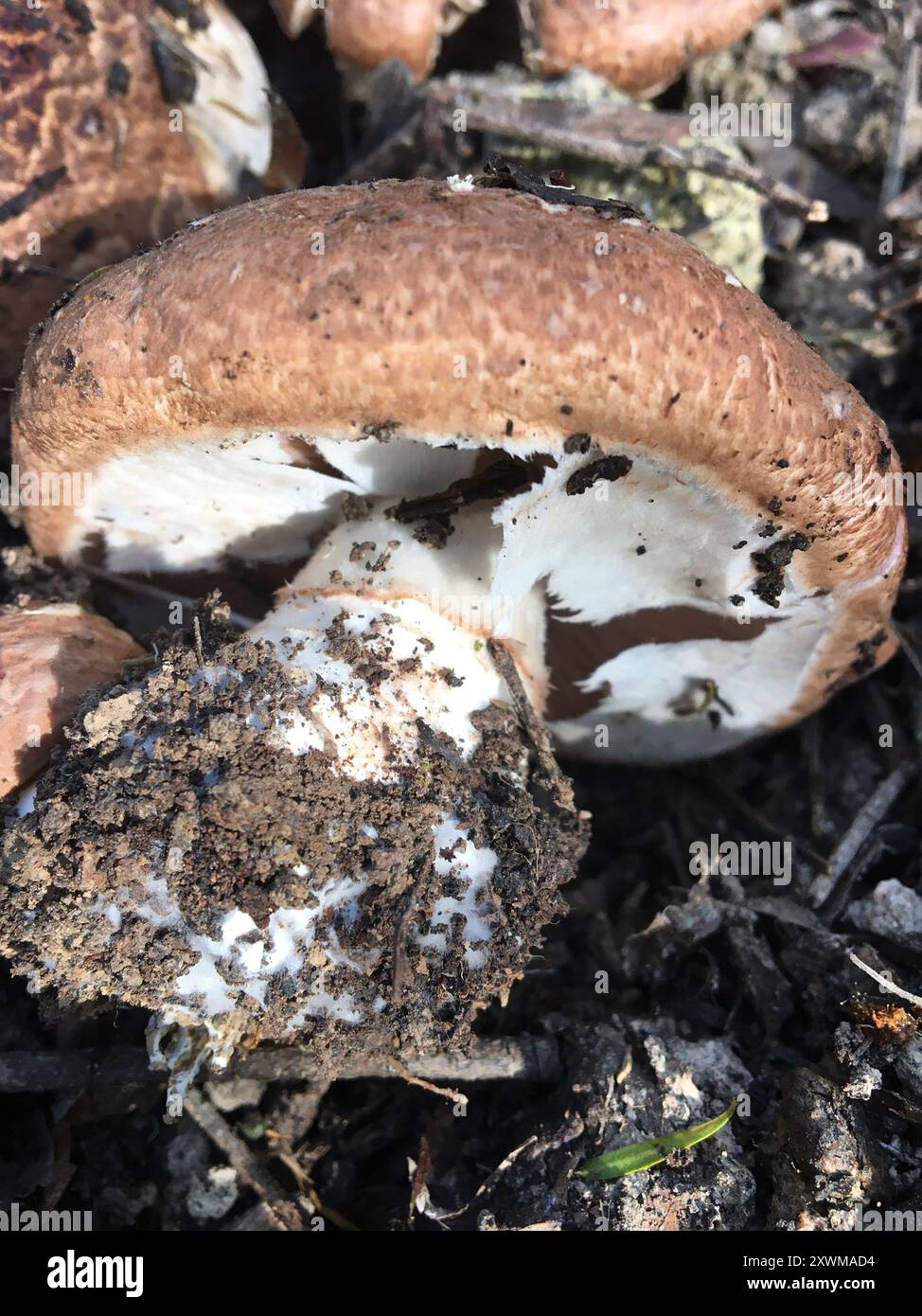 Der Prinz (Agaricus augustus) Pilz Stockfoto