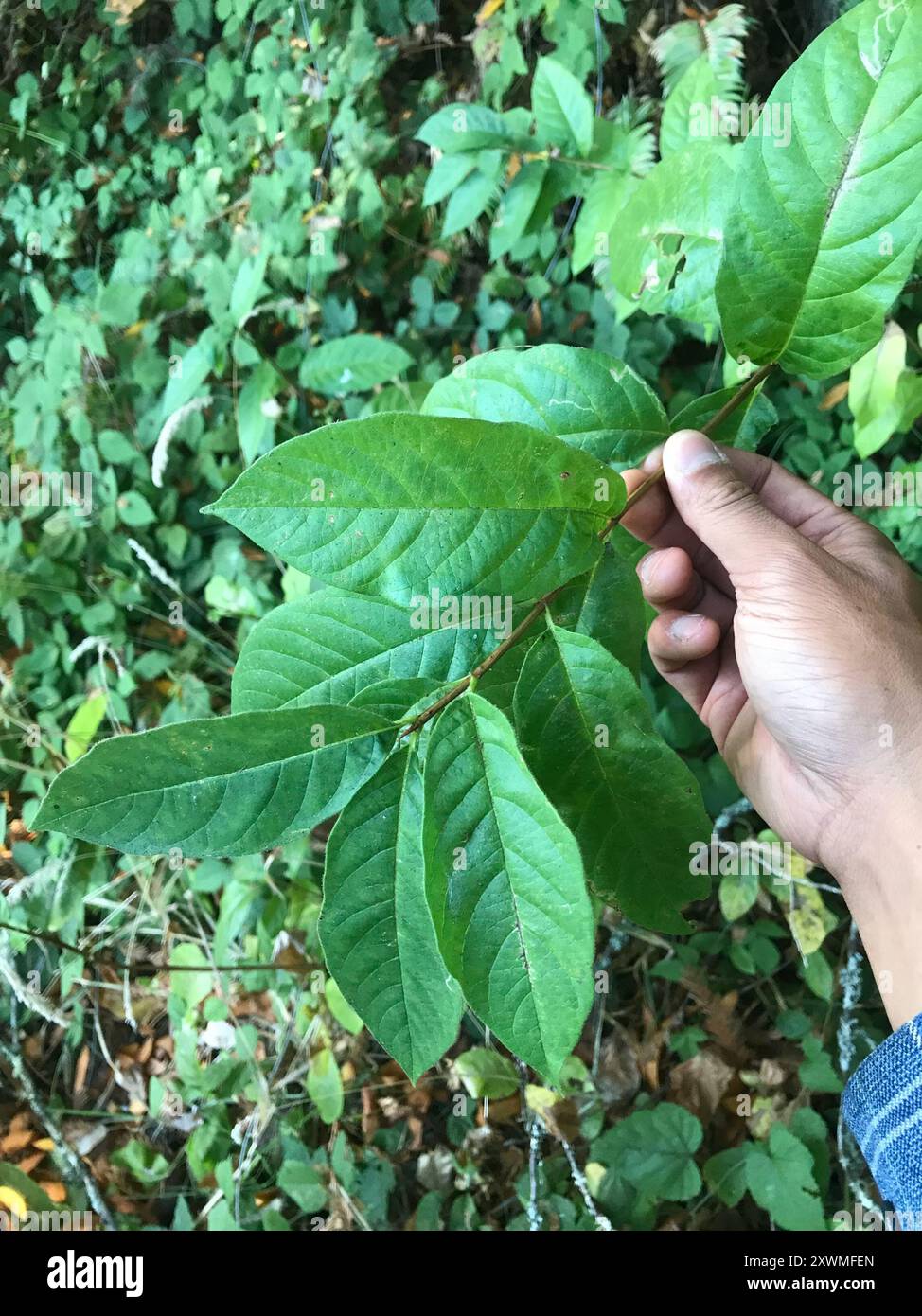 Kalifornische Süßstrauch (Calycanthus occidentalis) Plantae Stockfoto