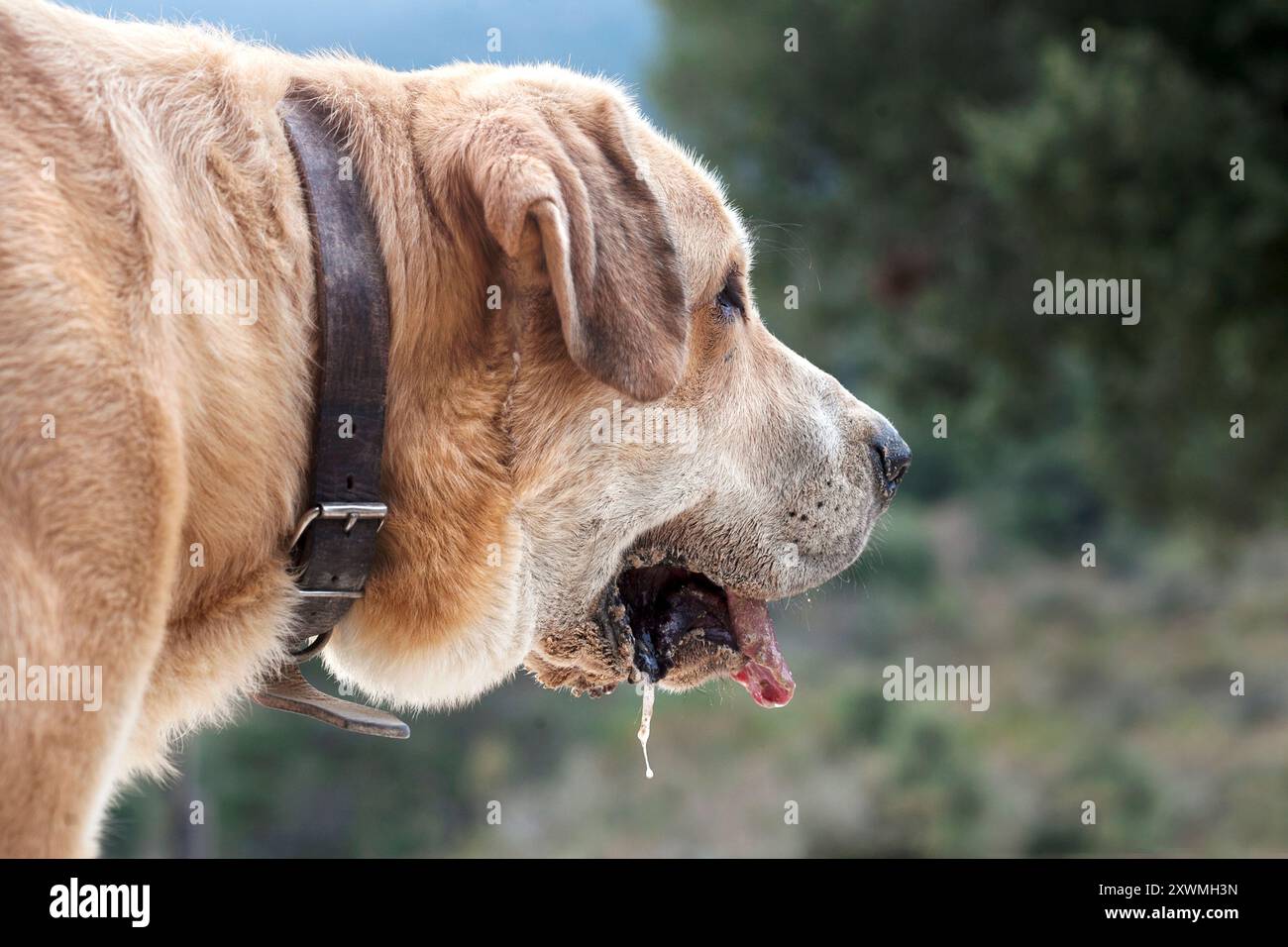 Spanischer männlicher Mastiff Welpe sabbert, Tarragona, Spanien. Stockfoto