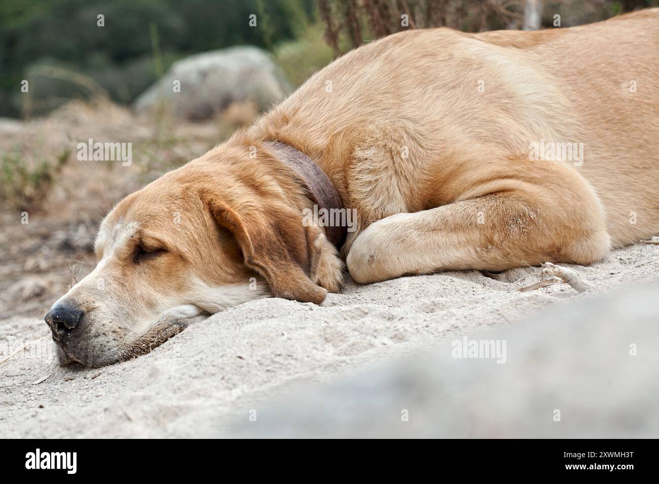 Spanisches Mastiff Welpe ruht, Tarragona, Spanien. Stockfoto