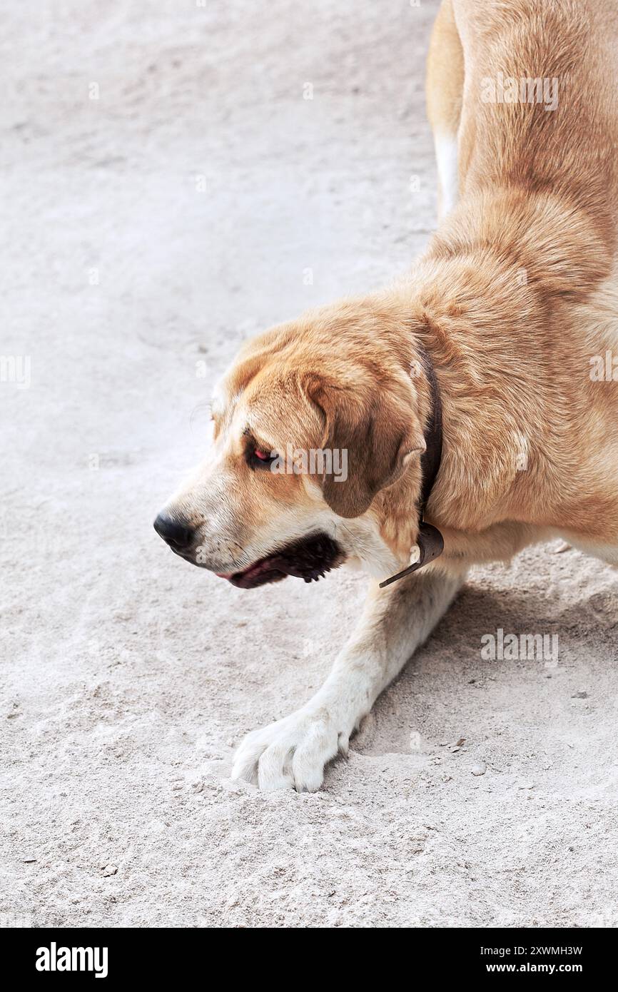 Spanischer männlicher Mastiff-Welpe spielt, Tarragona, Spanien. Stockfoto