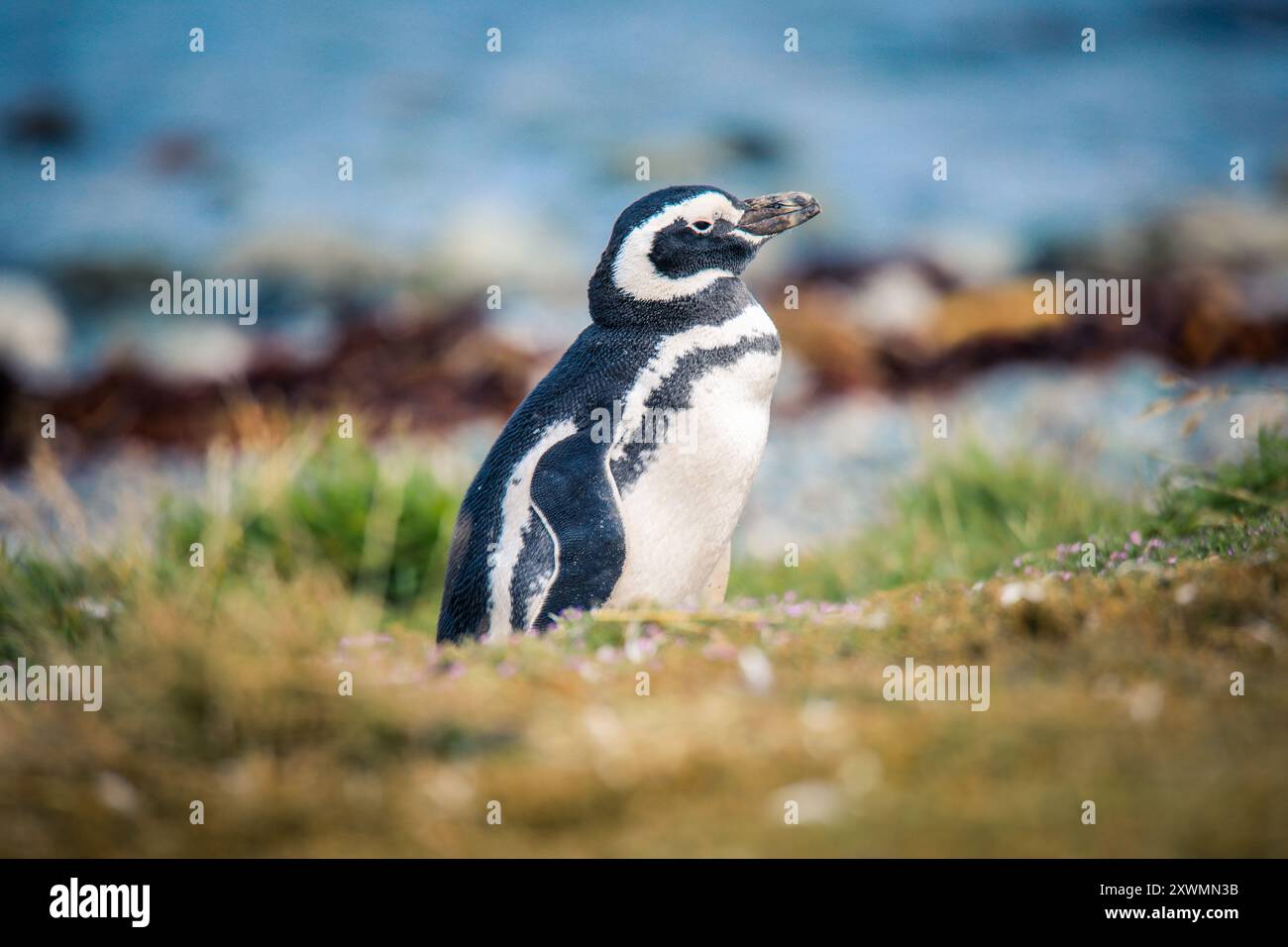 Die Magellanpinguine im Naturschutzgebiet auf der Insel Magdalena, Chile Stockfoto