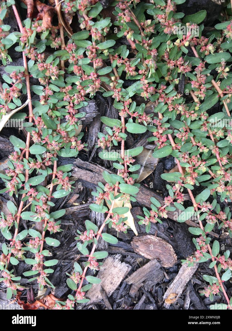 Fleckenspurge (Euphorbia maculata) Plantae Stockfoto