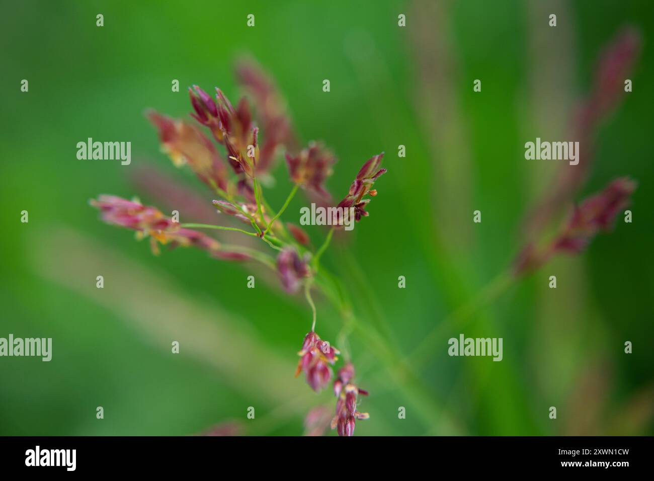 Makrofotos von Missouri Gräsern. Stockfoto