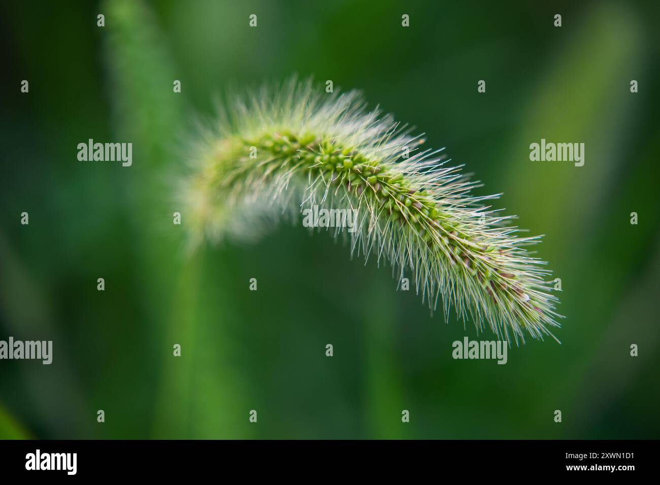 Makrofotos von Missouri Gräsern. Stockfoto