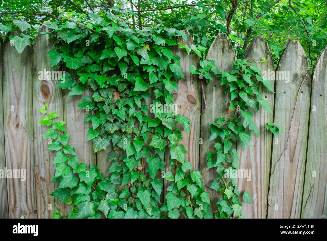 English Ivy auf einem Zaun. Stockfoto