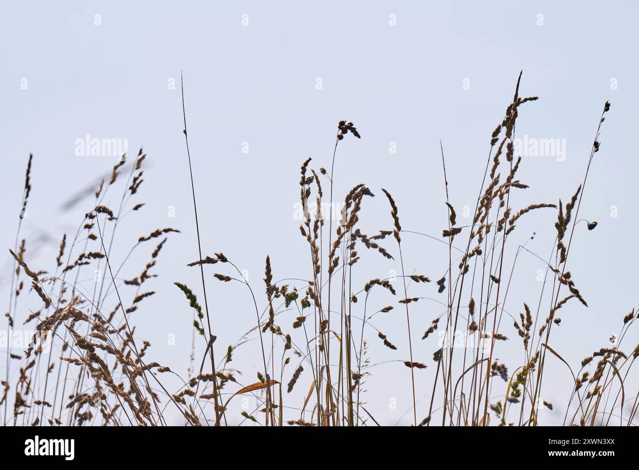 Hohes Gras vor blauem Himmel Stockfoto