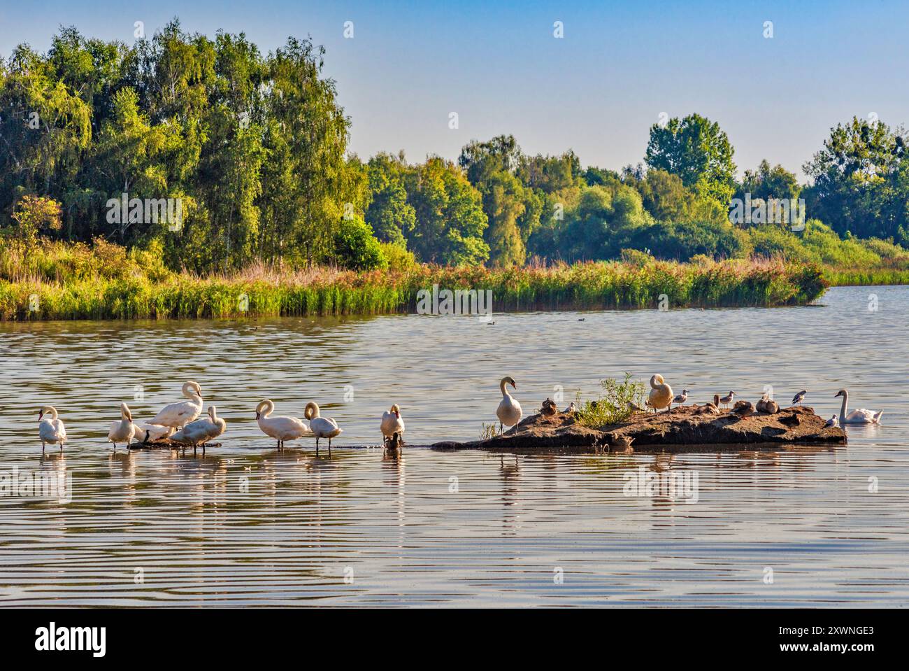 Schwäne, Seeschwalben, Stockenten am Felsen am Jamnik-Teich, Milicz Teiche Naturreservat, Barycz Tal Landschaftspark, nahe Ruda Żmigrodzka, Niederschlesien, Polen Stockfoto