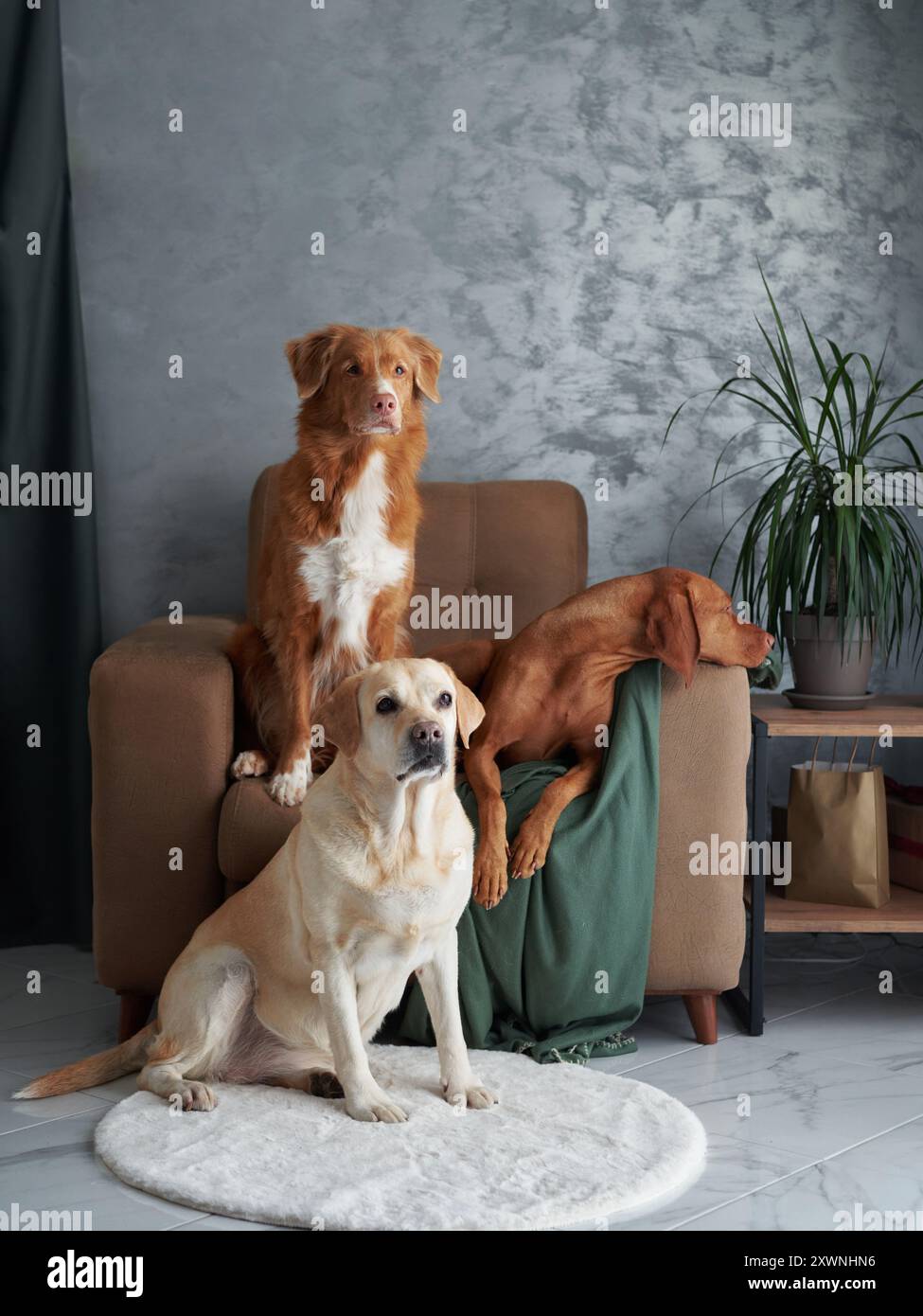 Eine freundliche Versammlung von vier Hunden, eine harmonische Mischung zu Hause. Ein Labrador, Vizsla, Nova Scotia Duck Tolling Retriever und Jack Russell Terrier kommen Stockfoto