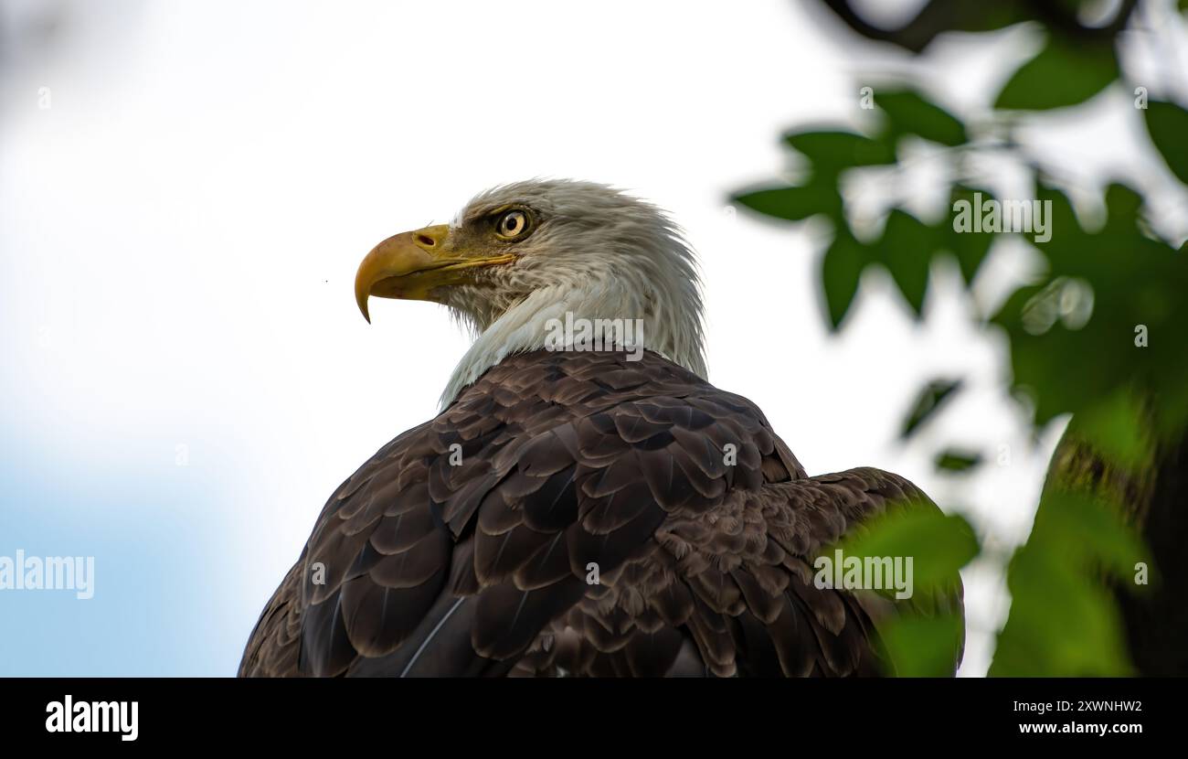 Der majestätische Adler Stockfoto