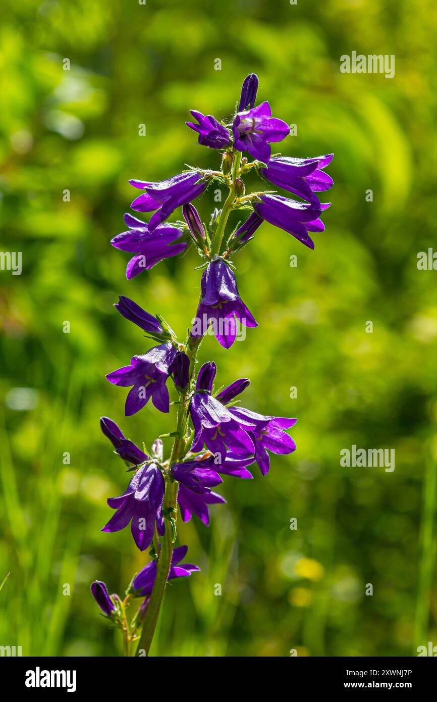 Violette Blüten der Glockenblume Campanula sibirica. Stockfoto