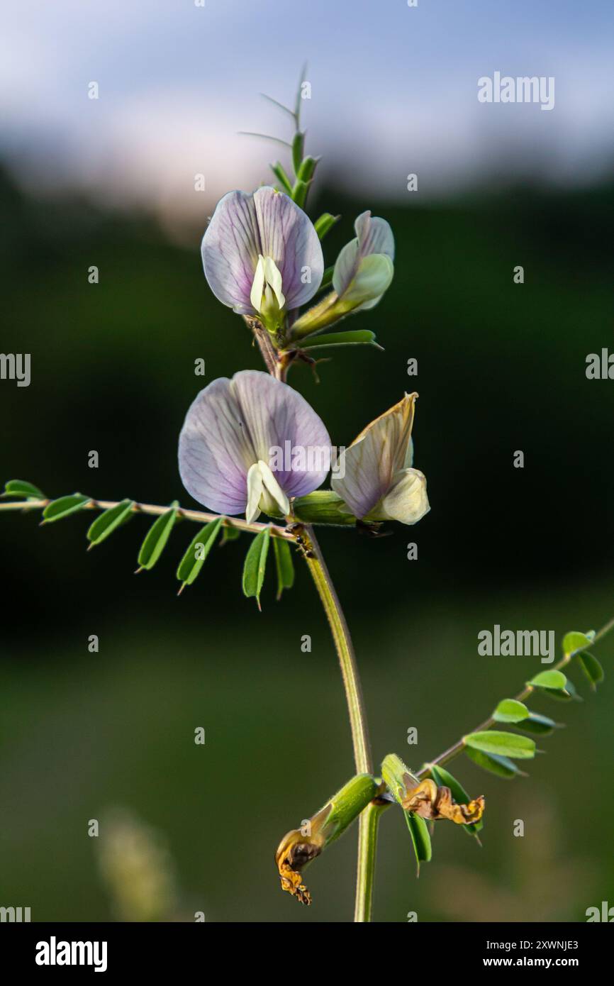 Blume der Vicia sativa oder Wicke Blume oder Gartenwicke rote Blume oder Blume des Taras oder einfach Wicke. Stockfoto