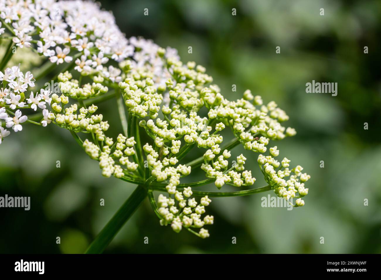 Weiße Blütenstände und grüne Blätter der Pflanze Aethusa cynapium. Stockfoto