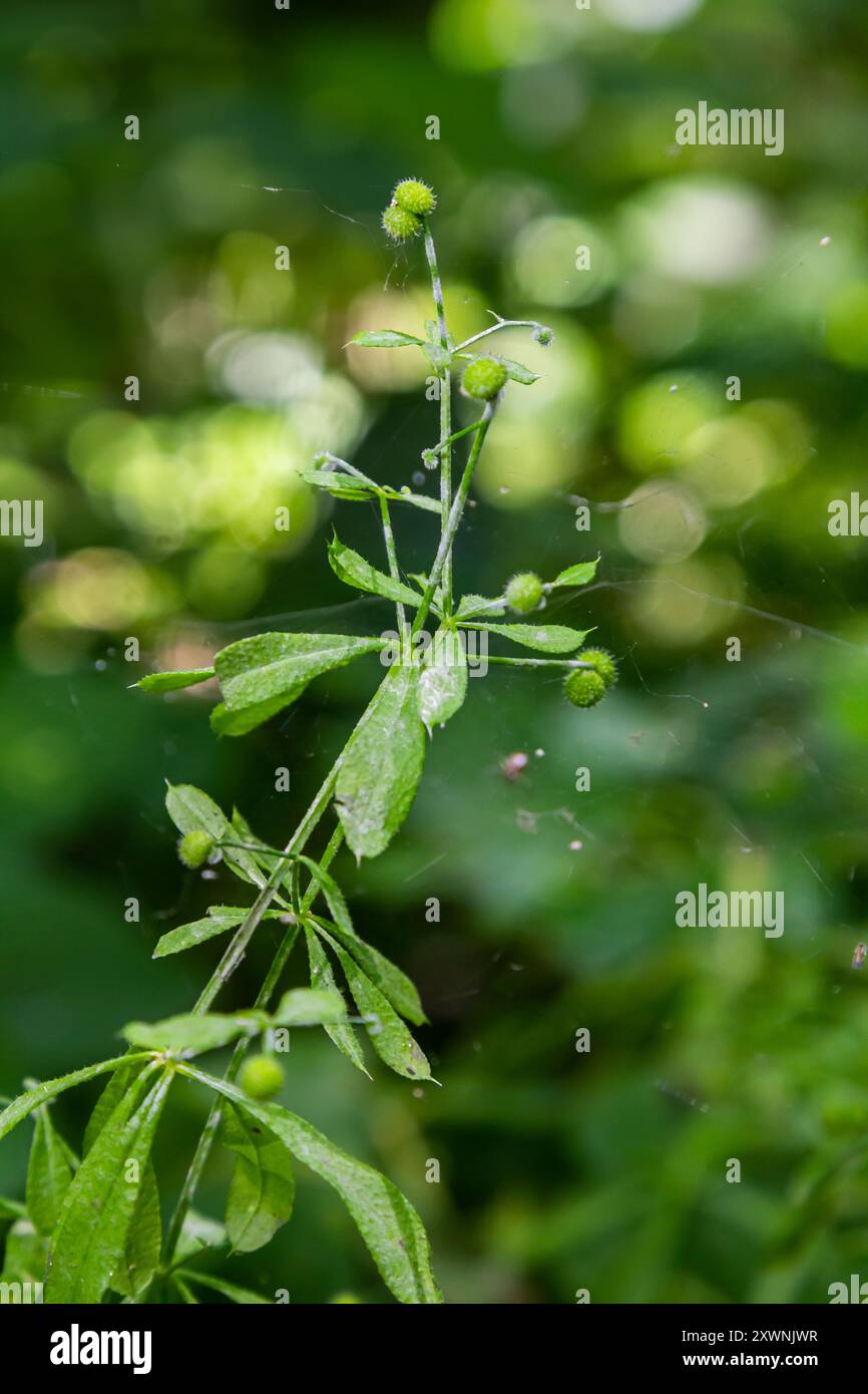 Samen und Blätter der Aparin- oder Stickybud-Pflanze galium. Stockfoto