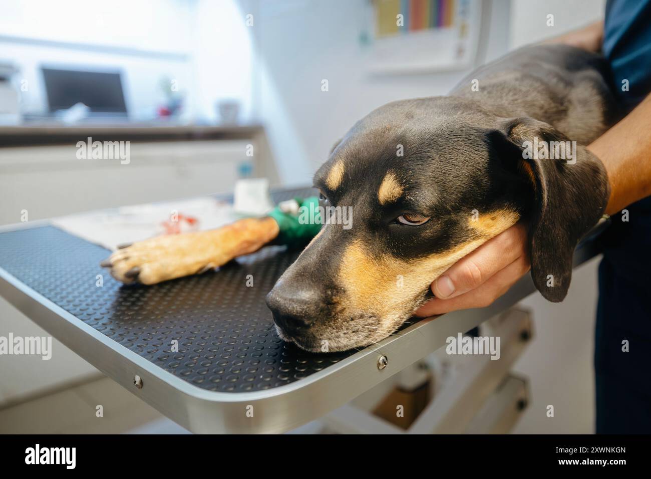 Mann, der einen kranken Hund hält. Selektiver Fokus auf traurigen Augen des Hundes in der Tierklinik. Stockfoto