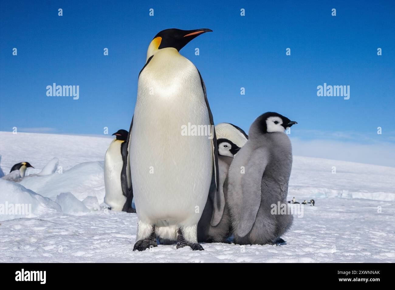 Erwachsener Kaiserpinguin bewacht zwei Küken auf Snow Hill Island in der Antarktis Stockfoto
