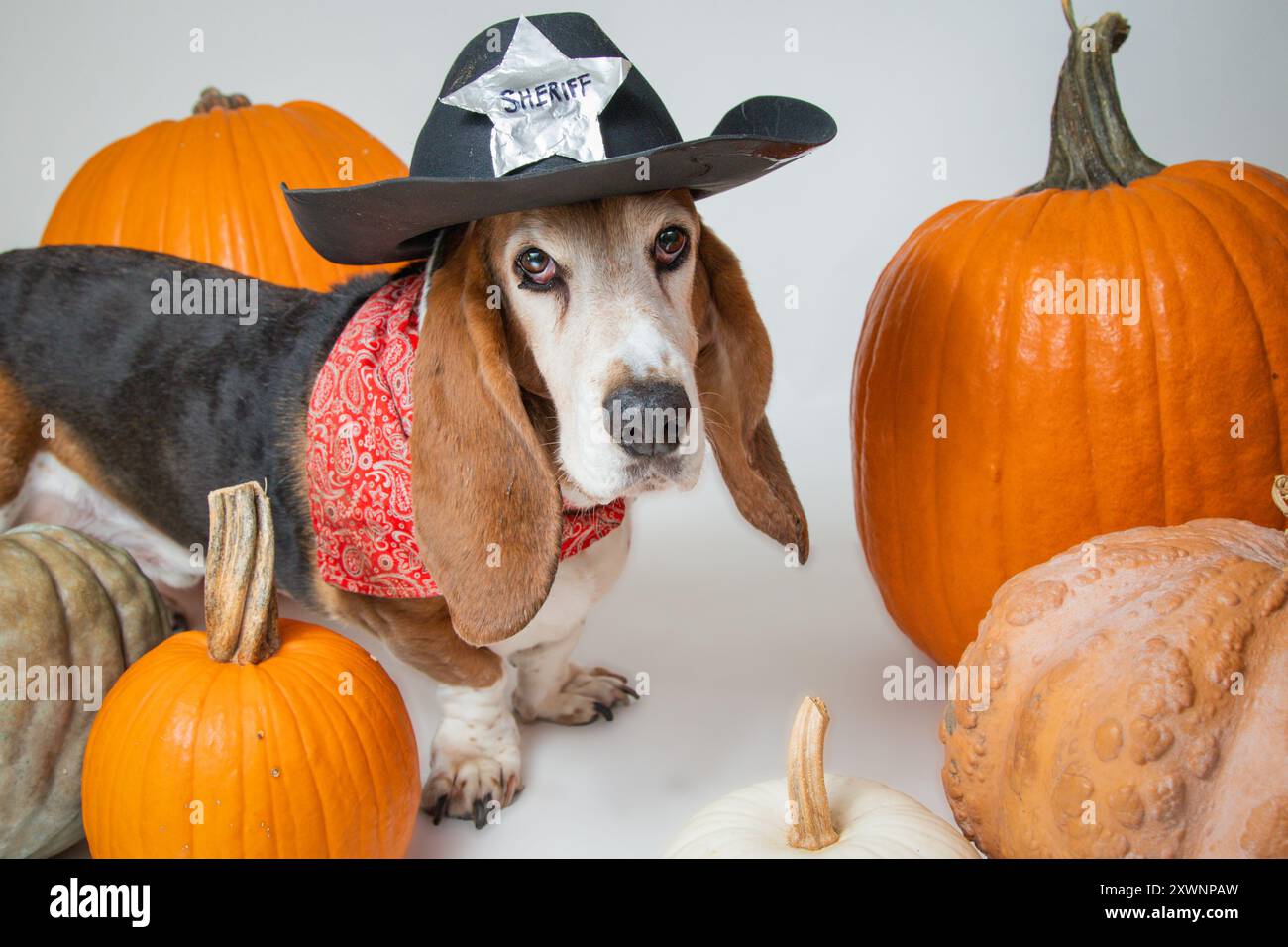 Porträt eines Basset-Hundes, der ein Sheriff-Outfit trägt und zwischen Kürbissen steht Stockfoto