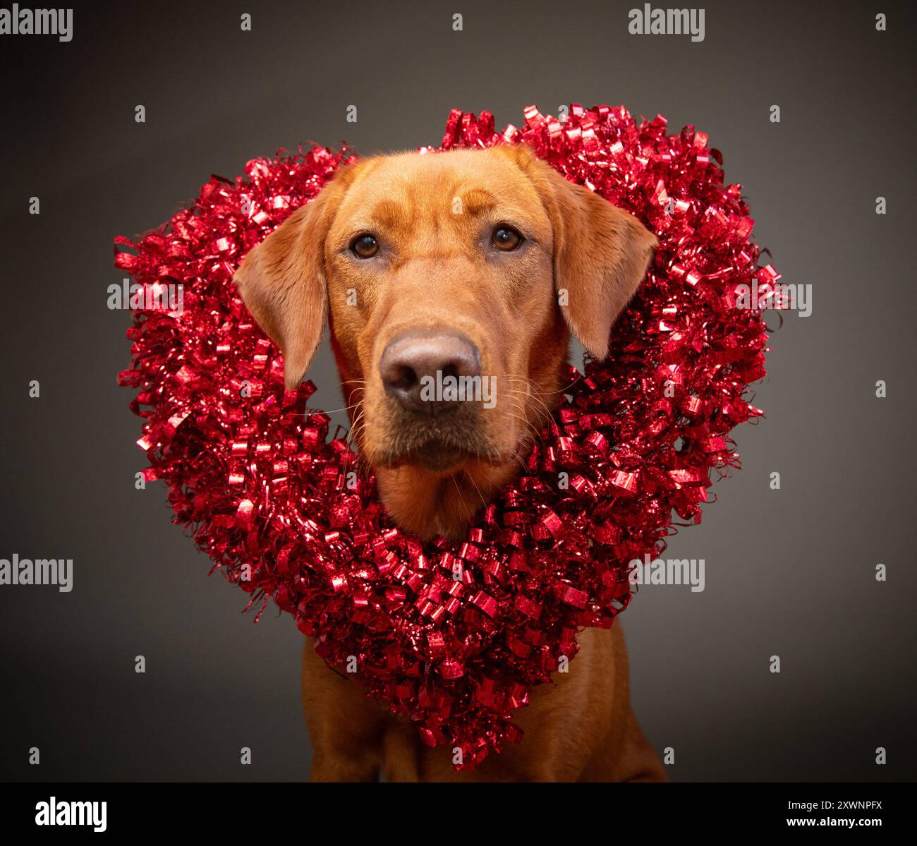 Porträt eines Rotfuchs-Labradors, der einen herzförmigen Lametta-Kranz um den Hals trägt Stockfoto