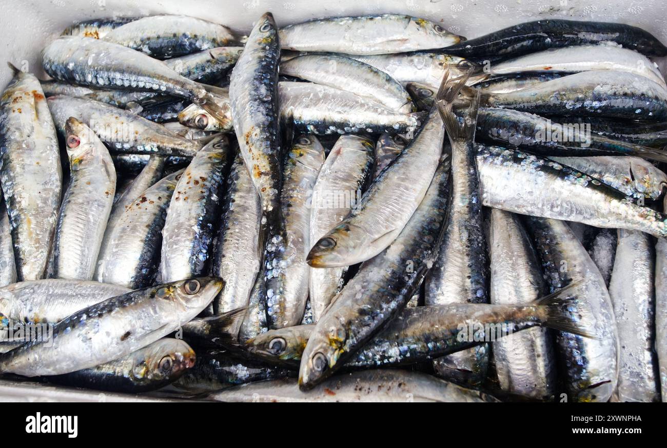 Sardinenfest, in Candás, Asturien, Spanien. Auf dem Paseo de San Antonio. Es ist ein beliebtes Festival. Stockfoto