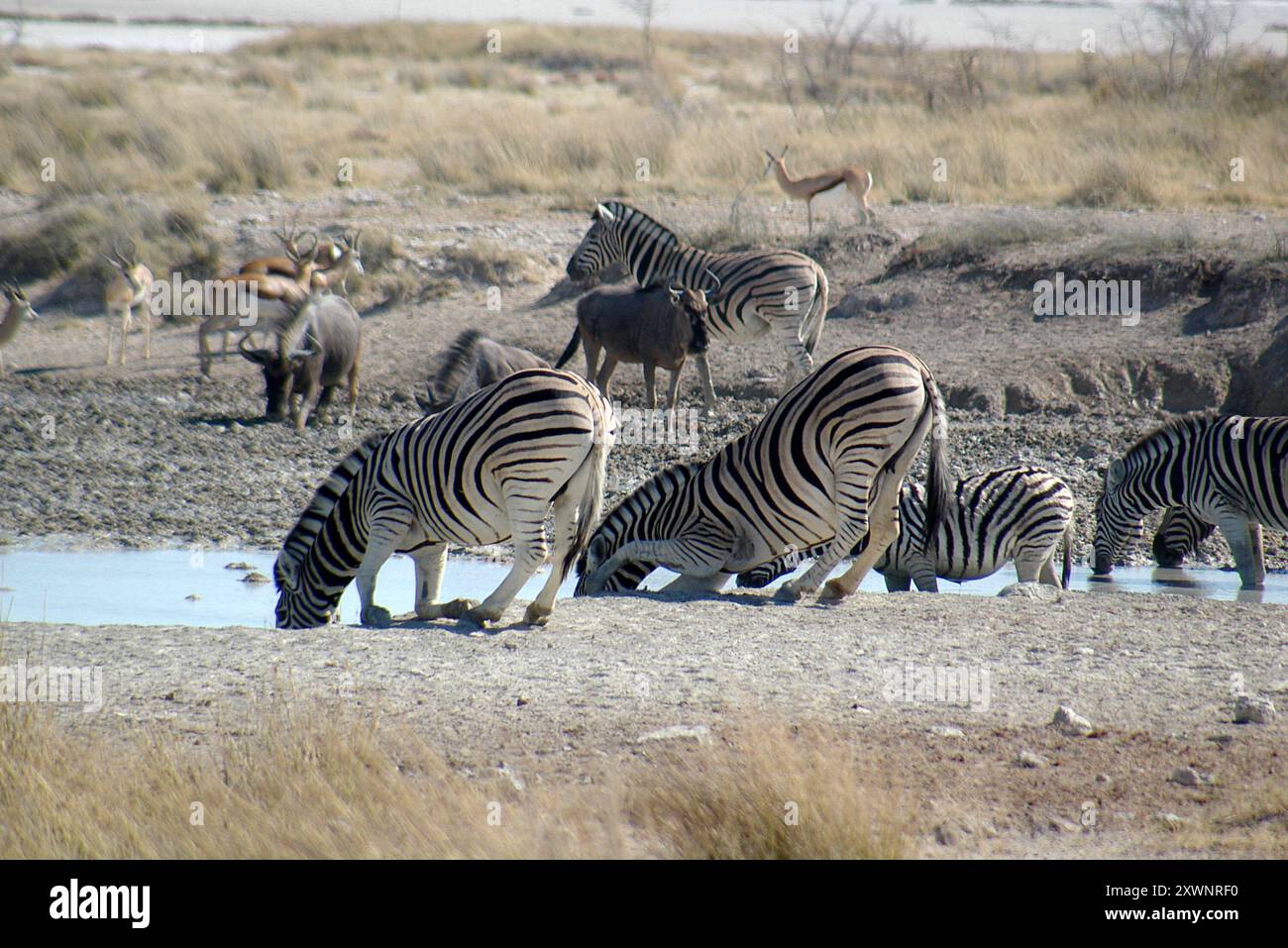 Glitzernde Zebras, die an einem Wasserloch stehen und trinken, Etosha National Park, Namibia Stockfoto