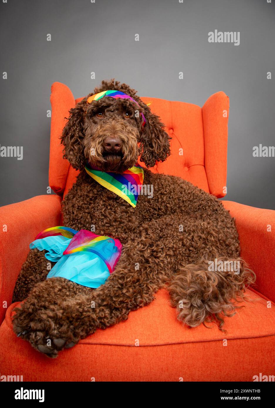 Braunes goldenes Doodle sitzt auf einem orangefarbenen Sessel und trägt einen Gay Pride Regenbogenschal und Haarreif Stockfoto
