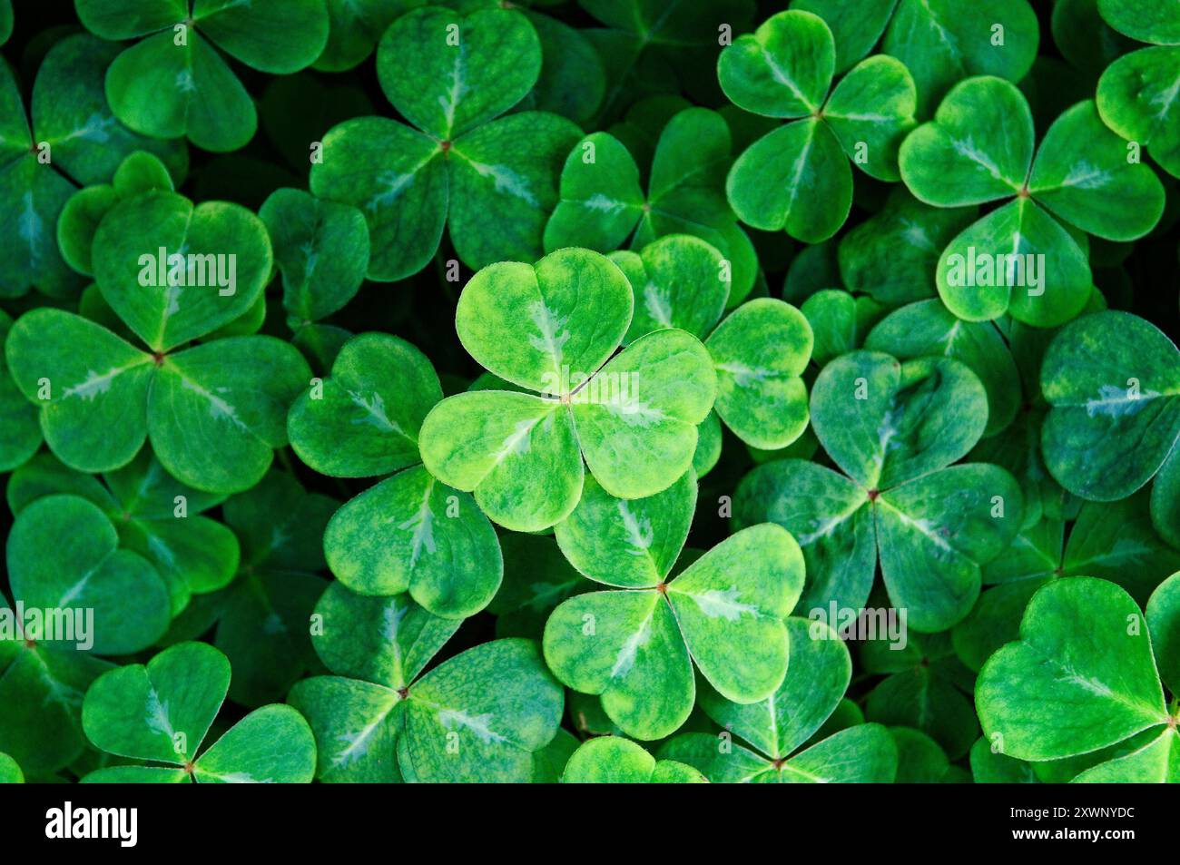Irisches Kleeblatt (Sauerklee (Oxalis Acetosella)). Das Staatswappen von Irland aus Saint Patricks Erklärung der Dreifaltigkeit Stockfoto